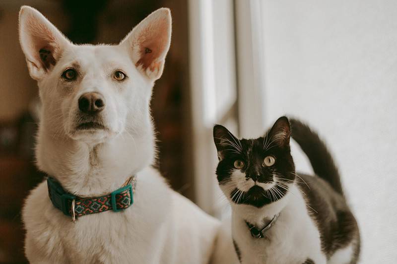 Afinal de contas, qual o melhor animal de estimação: o cão ou o gato? – a cat and a dog together 2022 10 31 22 12 54 utc