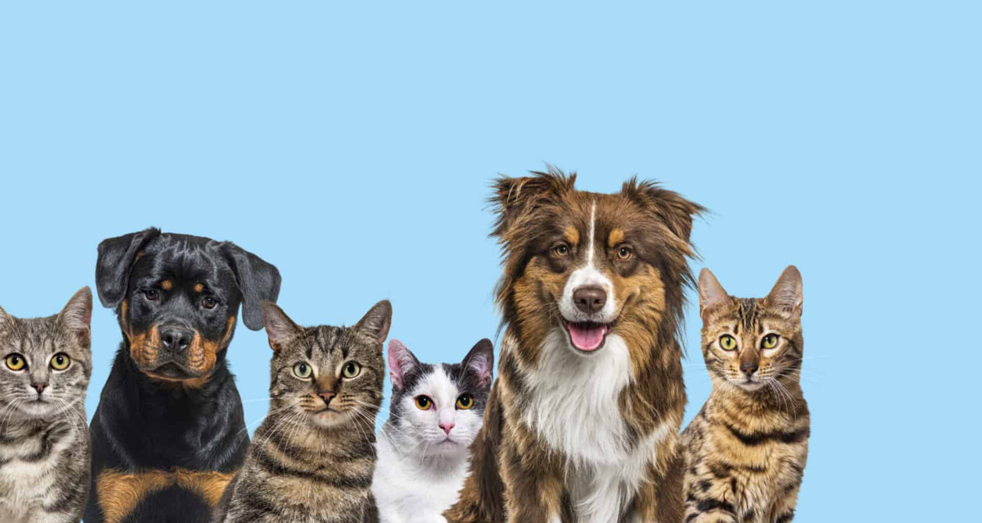 Afinal de contas, qual o melhor animal de estimação: o cão ou o gato? – large group of cats and dogs looking at the camera 2022 08 26 14 15 45 utc