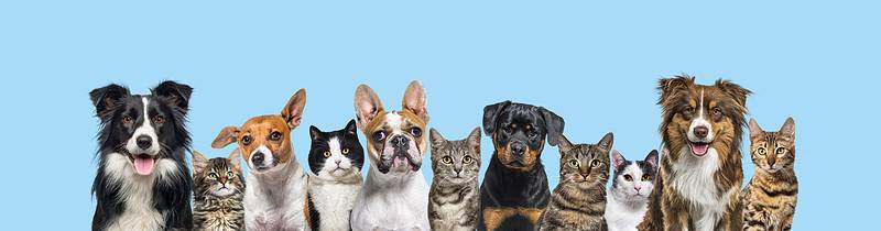 Afinal de contas, qual o melhor animal de estimação: o cão ou o gato? – large group of cats and dogs looking at the camera 2022 08 26 14 15 45 utc