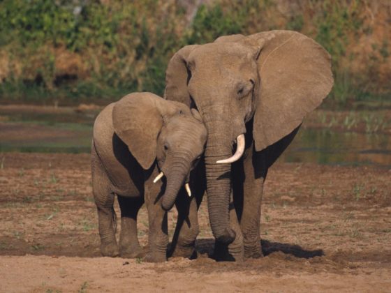 Saúde: Elefantes Podem Ajudar No Combate Ao Câncer. Animais Grandes E Com Muitas Células Teriam Desenvolvido Um Arsenal Contra A Doença, Diz Estudo.