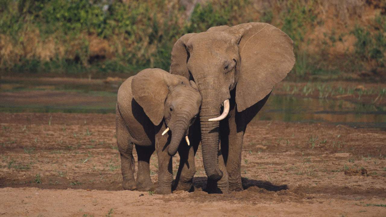 Saúde: Elefantes Podem Ajudar No Combate Ao Câncer. Animais Grandes E Com Muitas Células Teriam Desenvolvido Um Arsenal Contra A Doença, Diz Estudo.