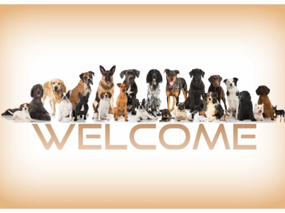 Welcome Dogs.