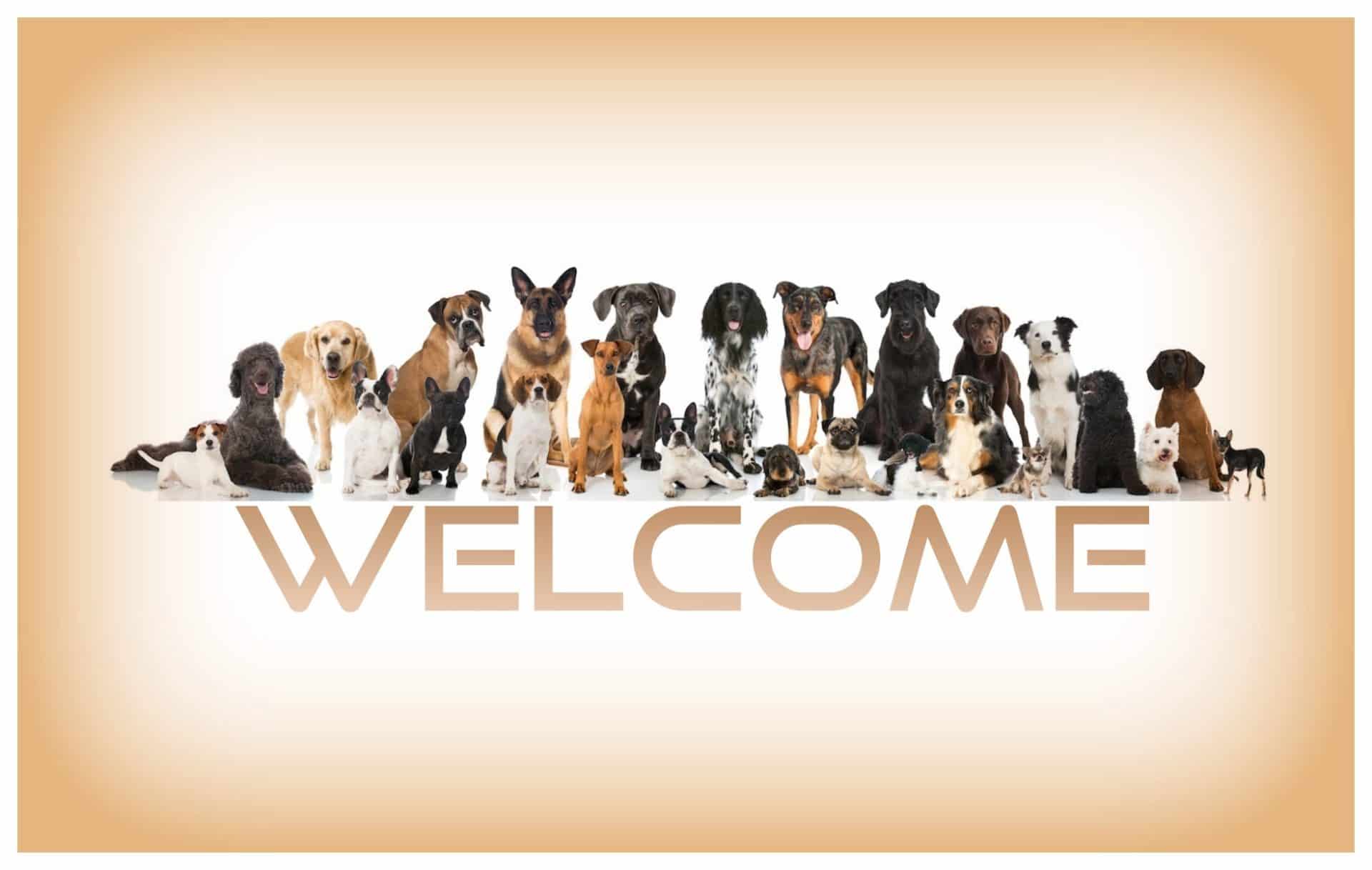 Welcome Dogs.
