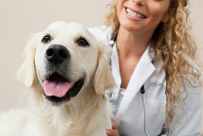 Um hospital veterinário 24 horas no BarraShopping – veterinarian petting dog in office 2022 03 07 23 55 35 utc