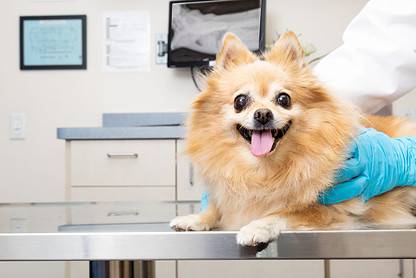 Hospital Popular Veterinário: cuidar de seu melhor amigo não custa caro – happy dog at veterinary office 2022 06 04 03 58 40 utc