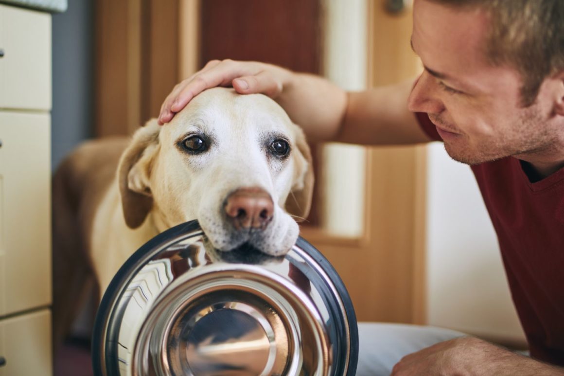Confira Dez Dicas Importantes Para Manter Seu Cão Saudável Durante O Período De  Quarentena