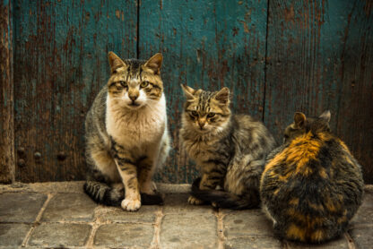 Pesquisa revela que cães e gatos vira-latas são os preferidos dos brasileiros – group of stray cats at front door in morocco 2022 02 01 23 40 09 utc