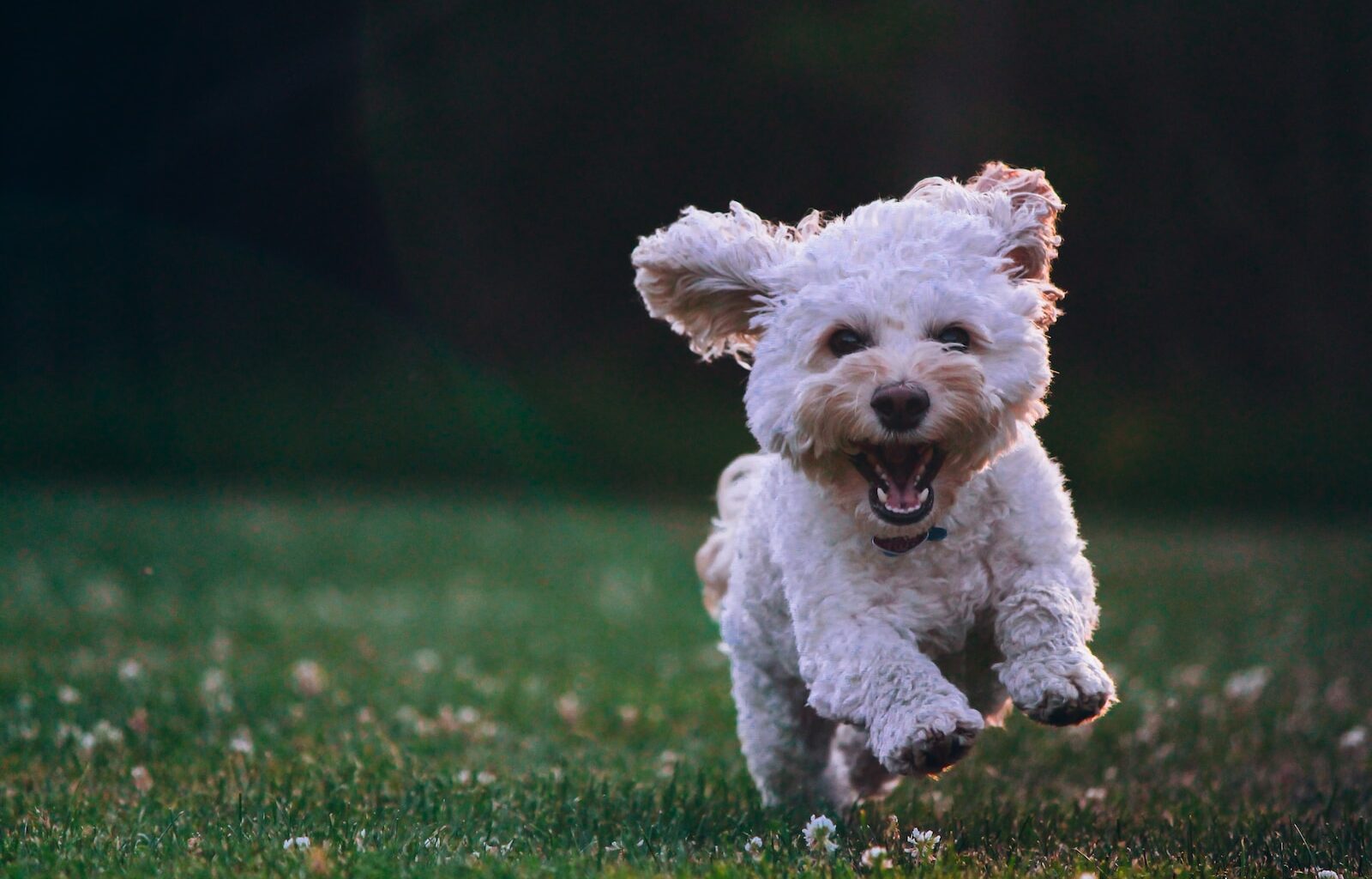shallow focus photography of white shih tzu puppy running on the grass