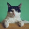 Um gato preto e branco com as patas apoiadas na borda de uma superfície de madeira contra um fundo verde. Imagem ilustra artigo do Barrazine de como criar gato em apartamento ou em casa.