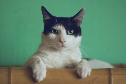 Um gato preto e branco com as patas apoiadas na borda de uma superfície de madeira contra um fundo verde. Imagem ilustra artigo do Barrazine de como criar gato em apartamento ou em casa.