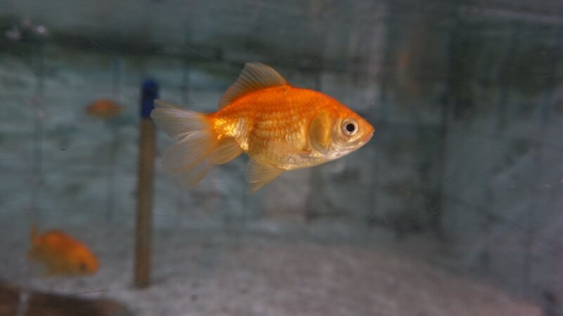 a goldfish swimming in an aquarium next to a pole