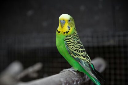 Um periquito verde e amarelo empoleirado em um galho com fundo escuro. Criando um paraíso tropical em gaiolas para periquitos.