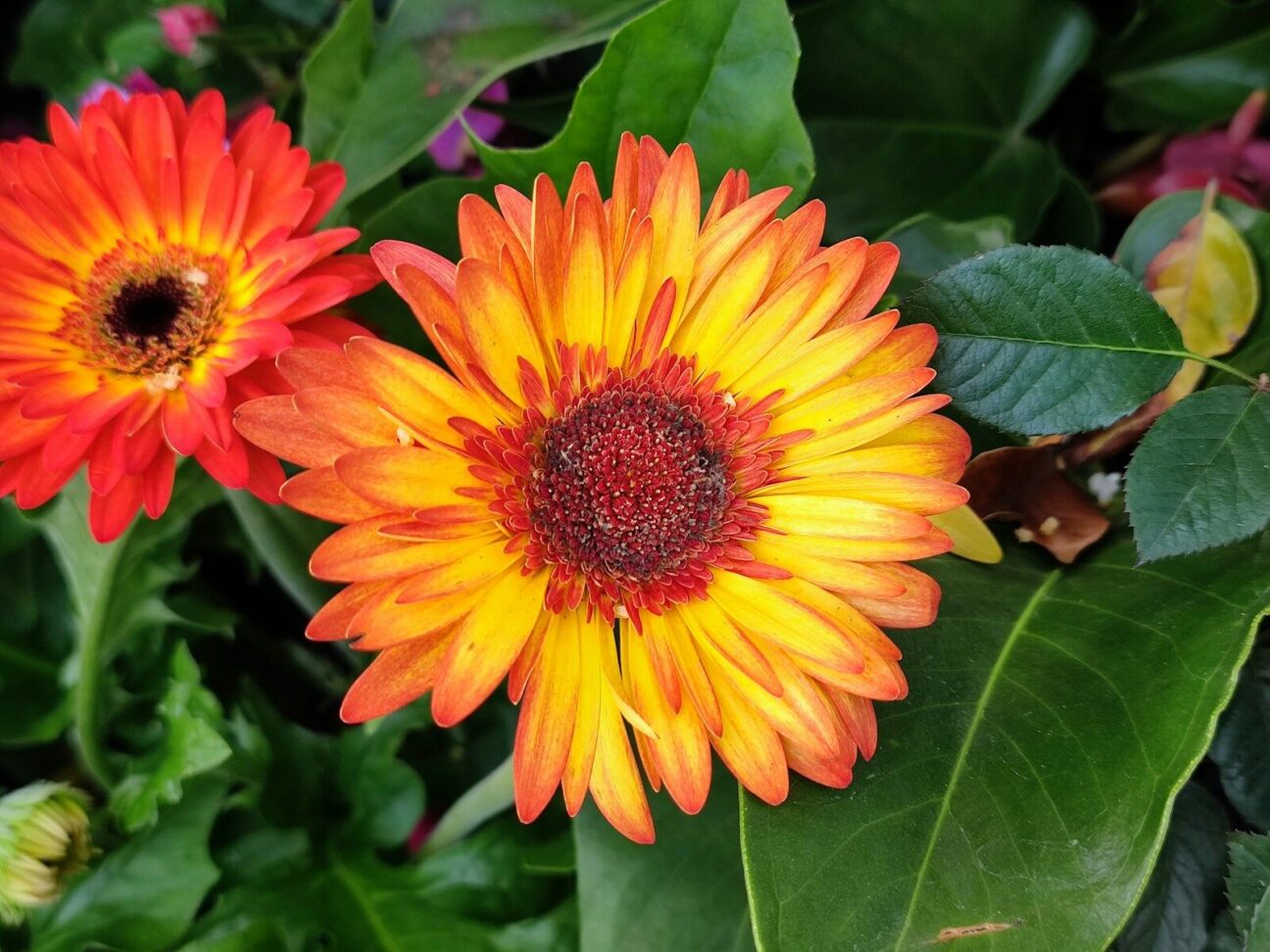 two orange and yellow flowers with green leaves
