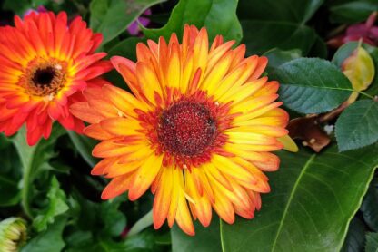 two orange and yellow flowers with green leaves