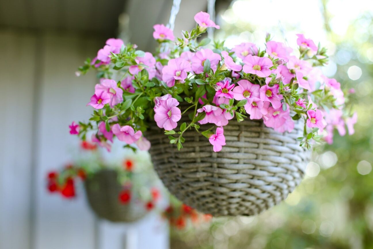 a basket filled with pink flowers hanging from a wall